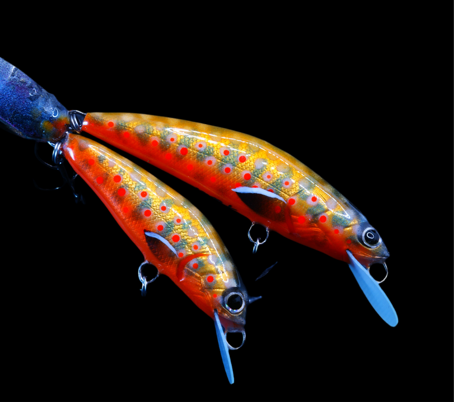 Spawning Brook trout