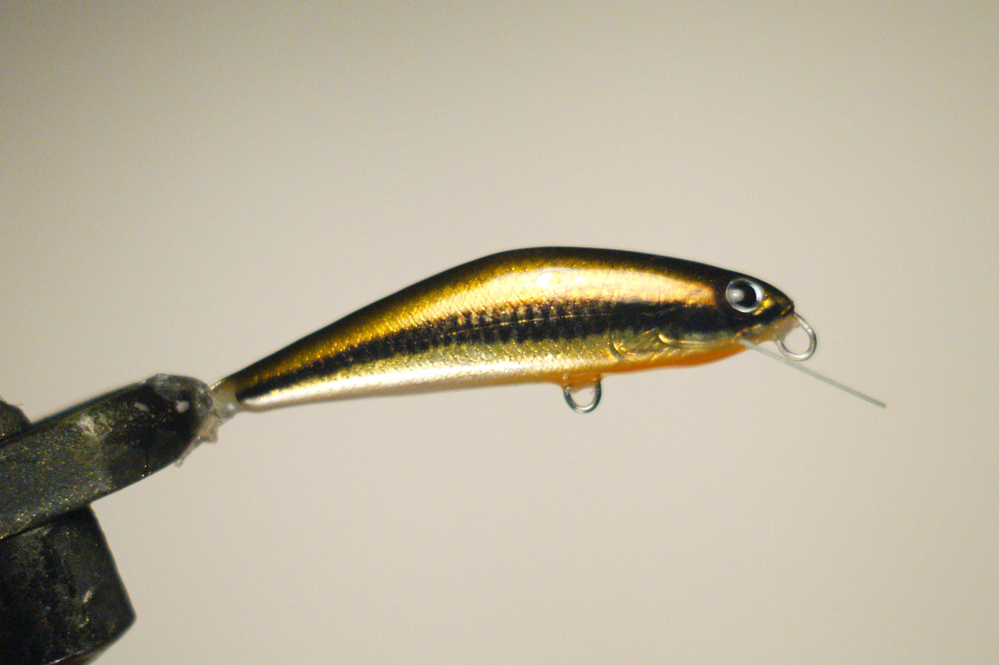 Shiner minnow