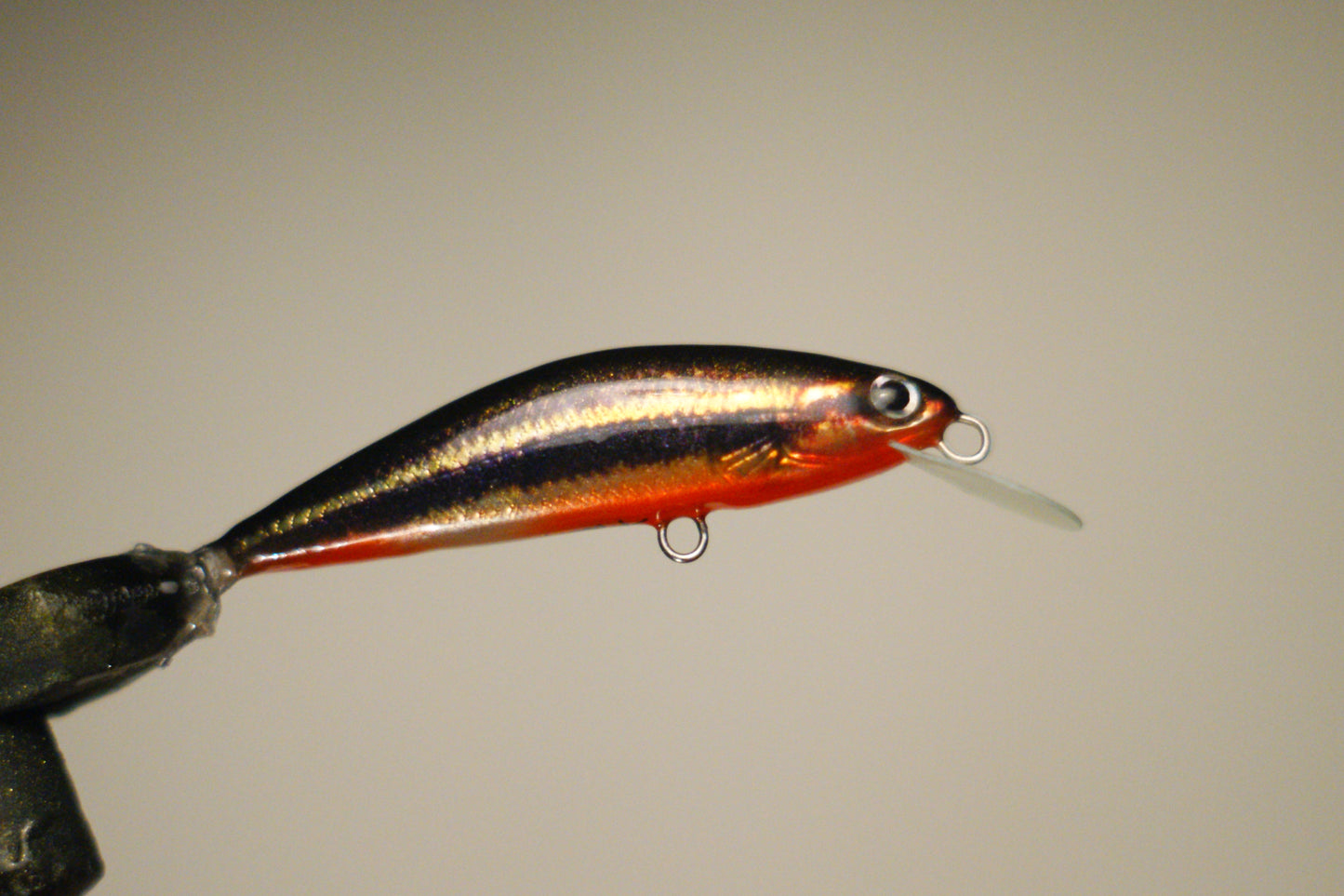 Black shiner minnow