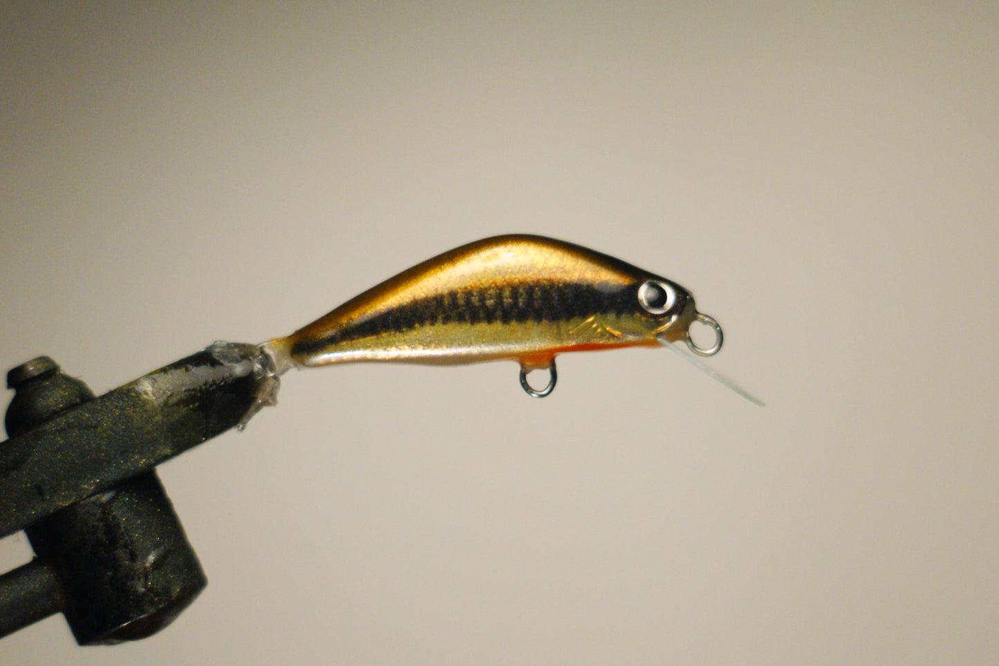 Shiner minnow