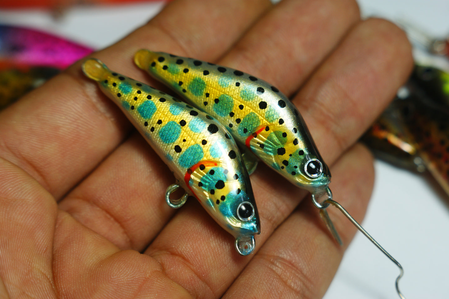 Orange yamame trout