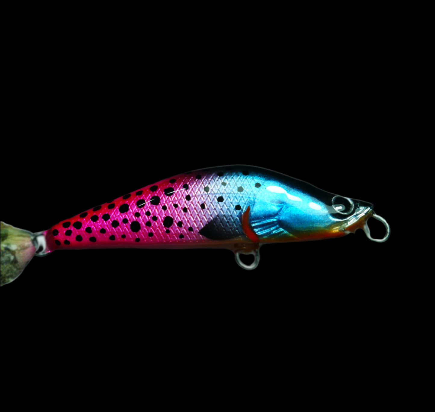Pink tail trout