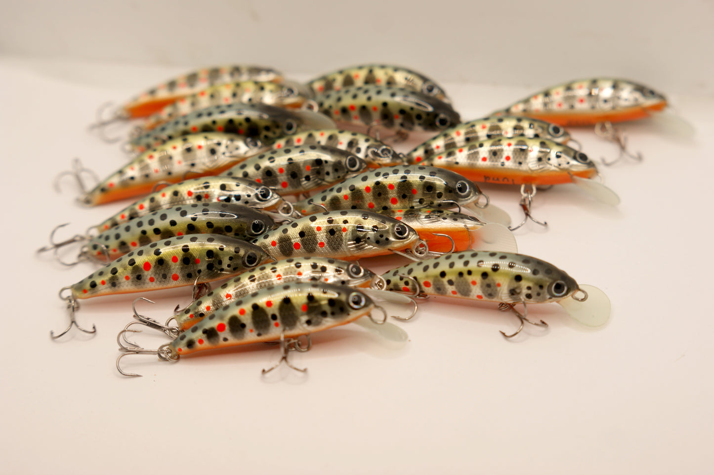 Salmo trutta