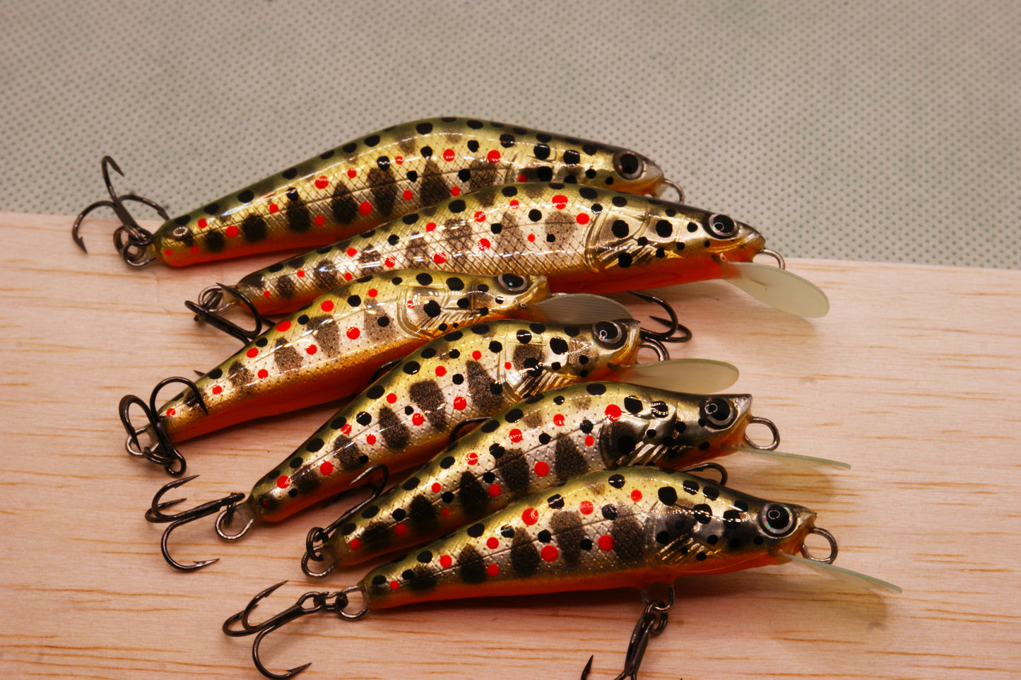 Salmo trutta