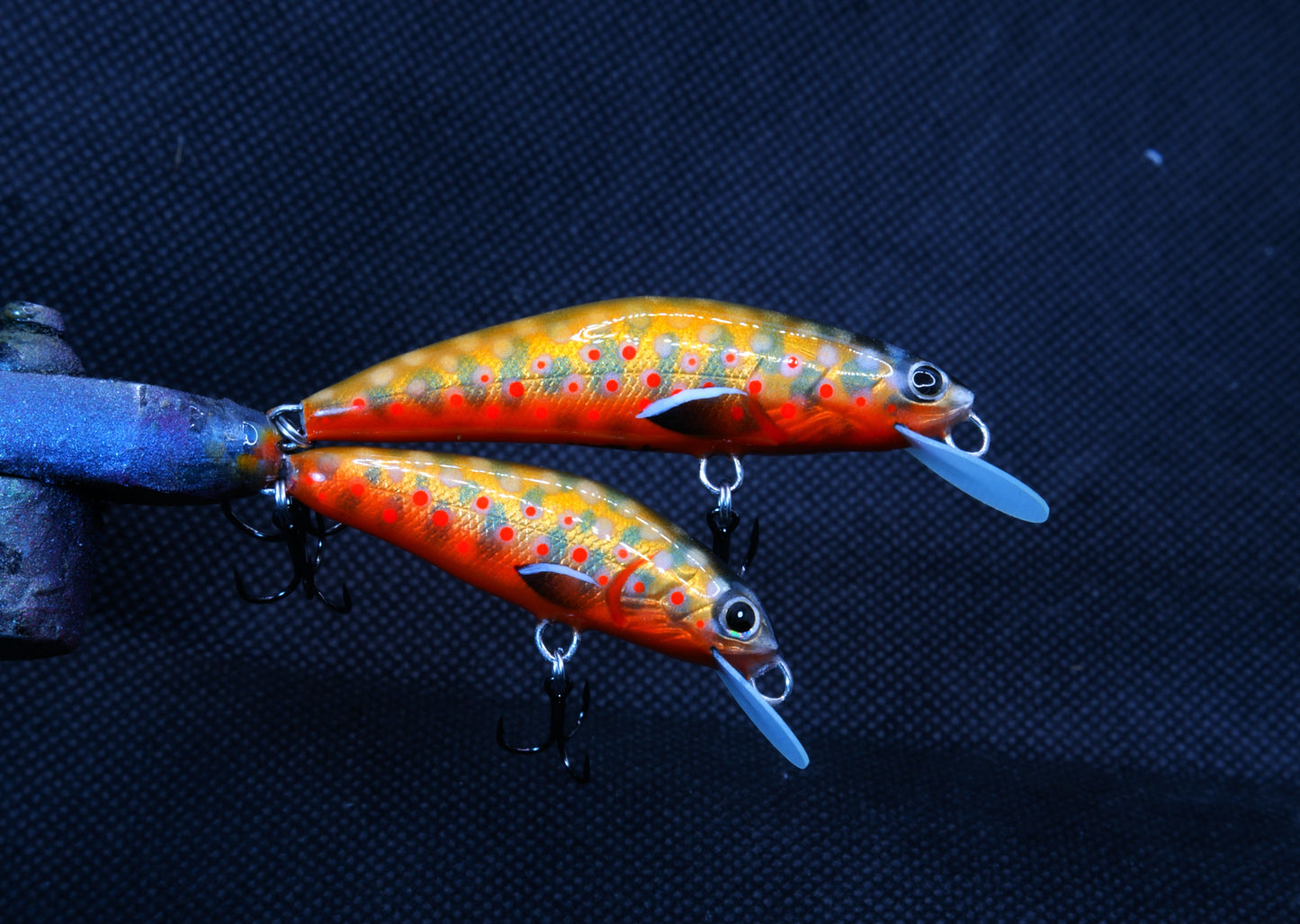 Spawning Brook trout