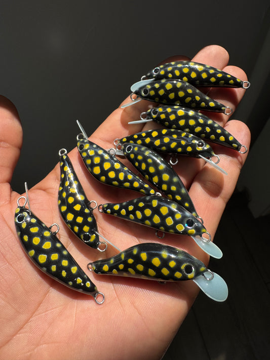 Fire Salamander