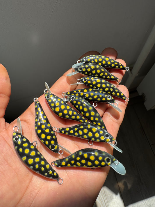 Fire Salamander