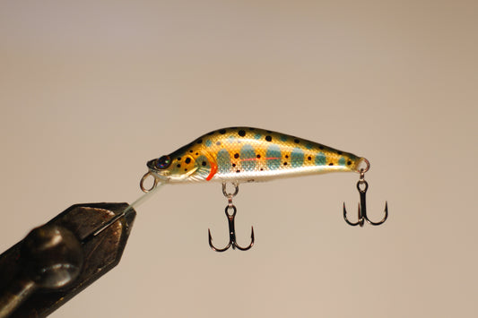 Orange yamame trout