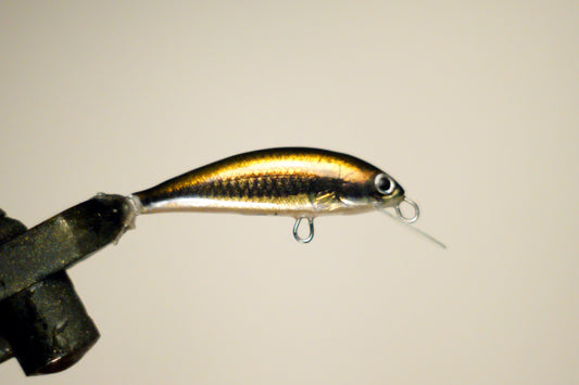 Shiner minnow