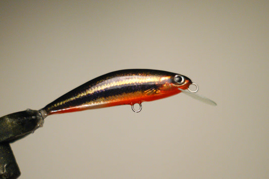 Black shiner minnow
