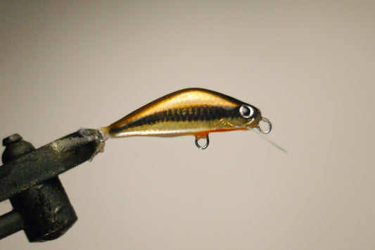 Shiner minnow
