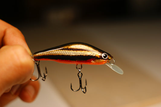 Red belly minnow