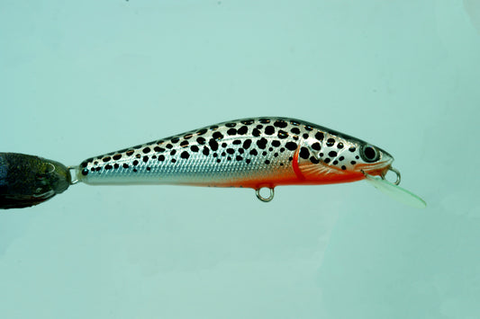 Silver Lake trout